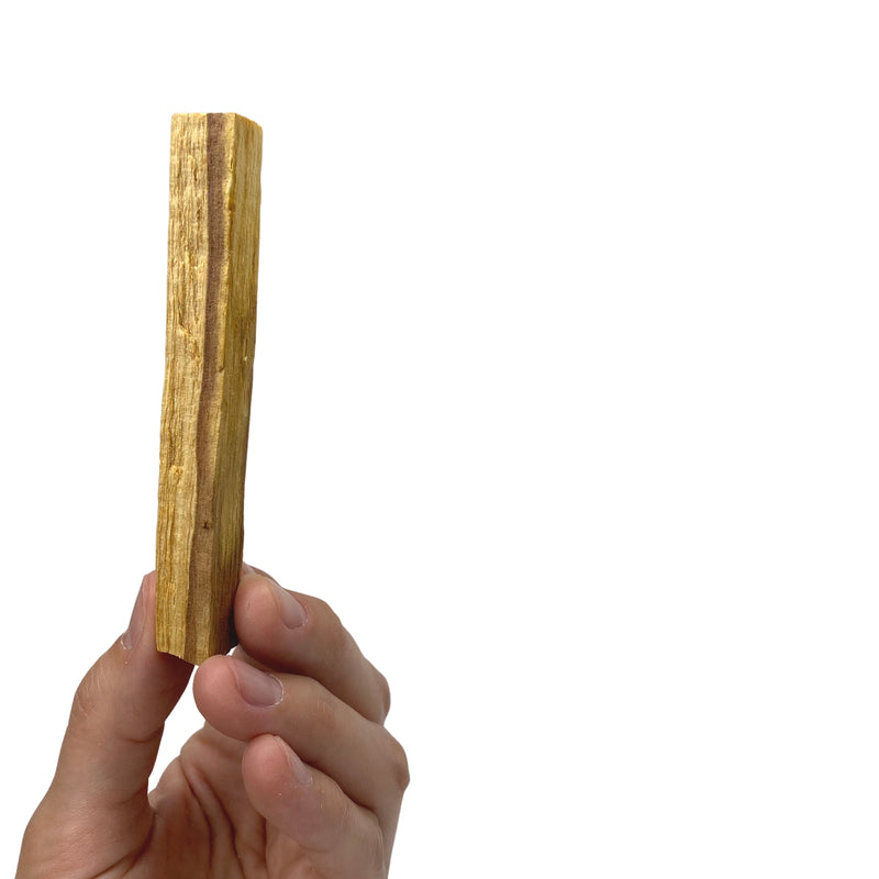 Holding Palo Santo ethically sourced 